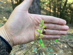 Streptanthus bernardinus