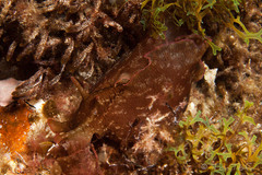 Aplysia fasciata image