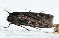 Actebia fennica