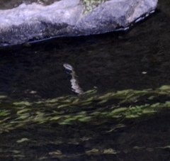 Trimerodytes aequifasciatus