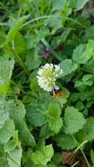 Trifolium repens