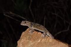 Chondrodactylus