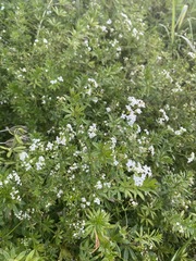 Galium rivale
