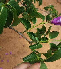 Photiomantis planicephala