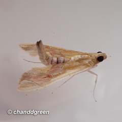 Agathodes ostentalis