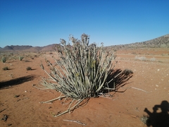 Euphorbia dregeana