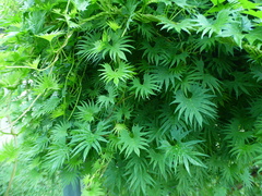 Ipomoea × multifida