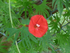 Ipomoea × multifida
