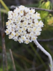 Anaxeton asperum