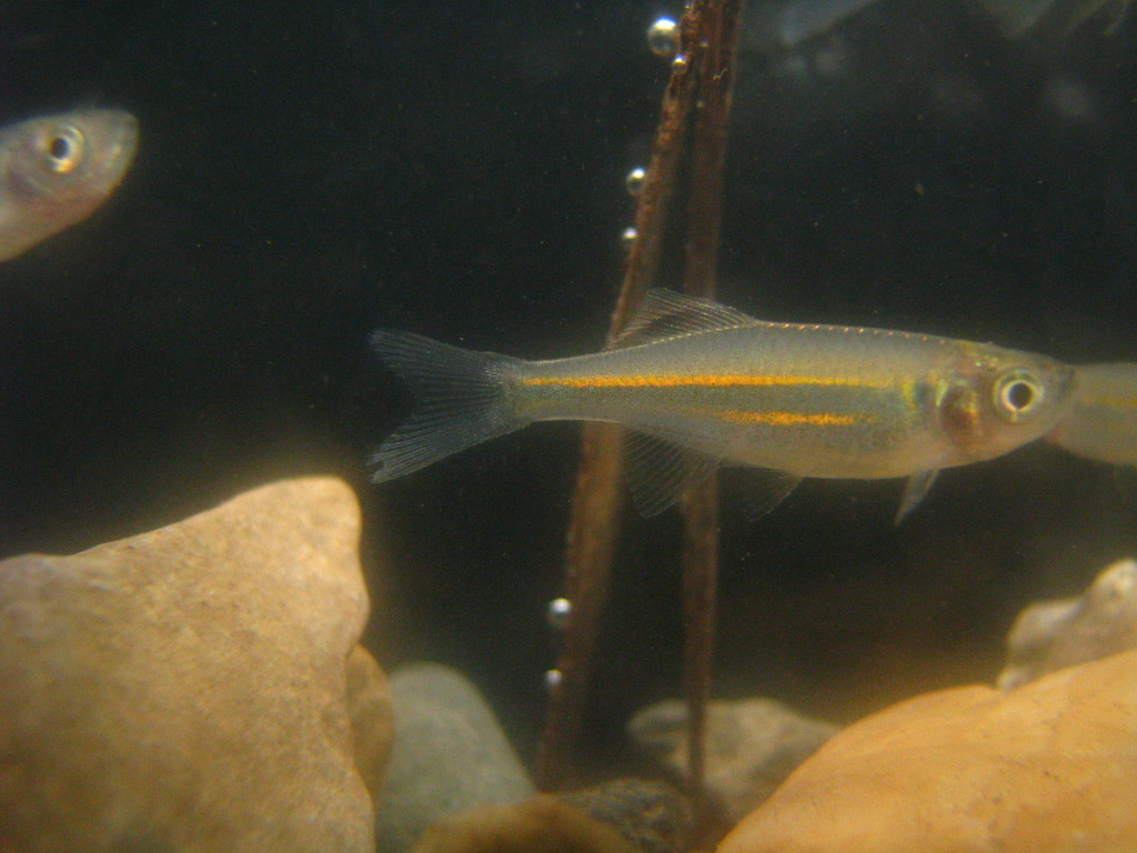 Queen danio (Devario regina) — Cyprinidae