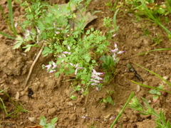 Fumaria bastardii