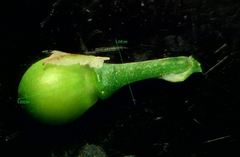 Fumaria bastardii