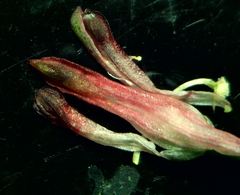Fumaria bastardii