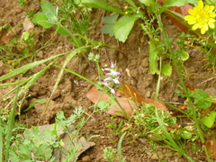 Fumaria bastardii