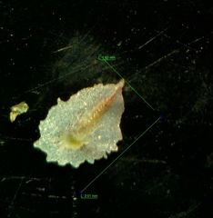Fumaria bastardii