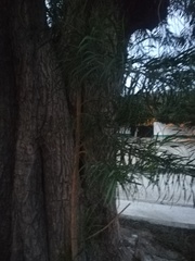 Astianthus viminalis