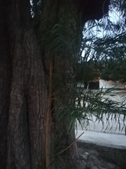 Astianthus viminalis