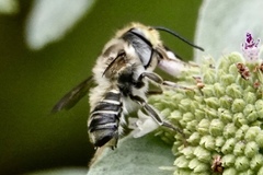 Megachile petulans
