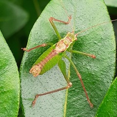 Leptophyes punctatissima