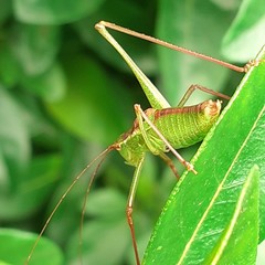Leptophyes punctatissima