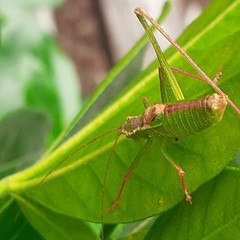 Leptophyes punctatissima