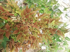 Aristolochia nelsonii