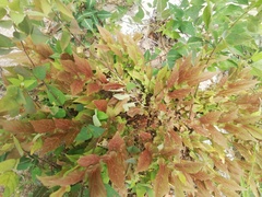 Aristolochia nelsonii