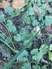 Glechoma hederacea