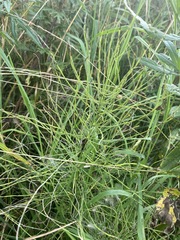 Equisetum arvense
