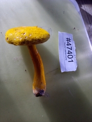 Aureoboletus auriflammeus