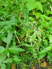 Persicaria mitis