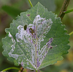 Phyllocnistis labyrinthella