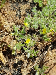 Leobordea divaricata