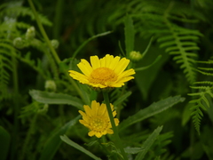 Coleostephus myconis