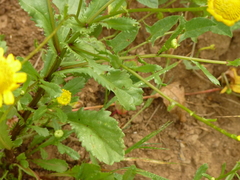 Coleostephus myconis