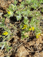 Leobordea divaricata