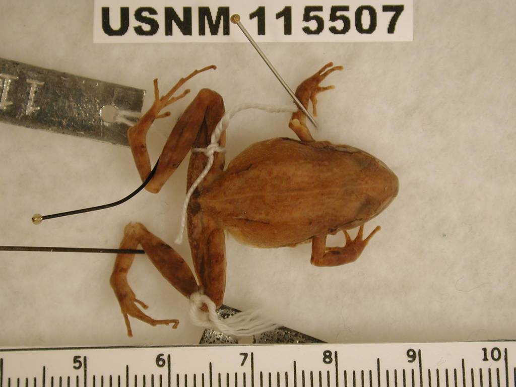 Chiapas Dwarf Robber Frog