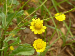 Coleostephus myconis