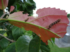 Phalanta phalantha phalantha