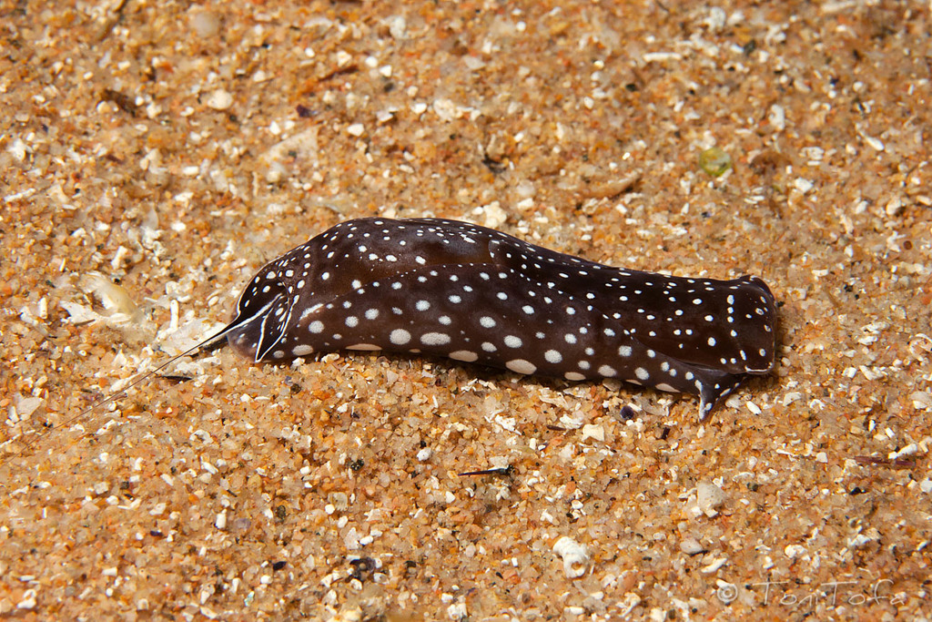Aglaja tricolorata