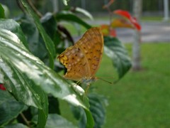 Phalanta phalantha phalantha