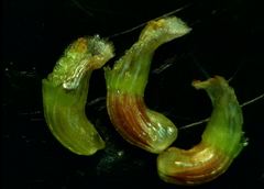 Coleostephus myconis