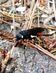 Urocerus cressoni
