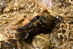 Haminoea exigua