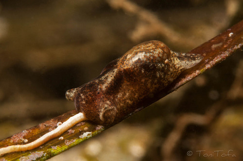 Haminoea hydatis (Linnaeus, 1758)