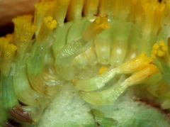 Coleostephus myconis