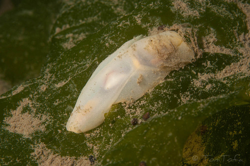 Lobe Shell, photo 6 of 10
