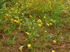 Coleostephus myconis