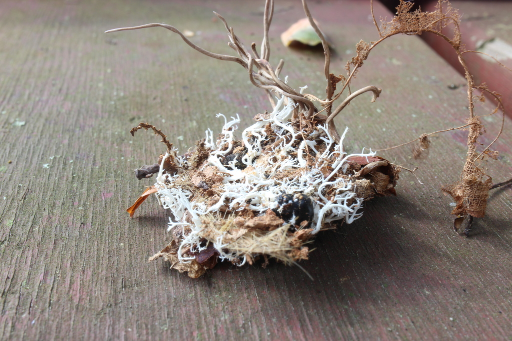 Ophiocordyceps michiganensis