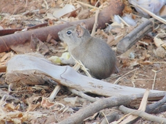 Galea spixii
